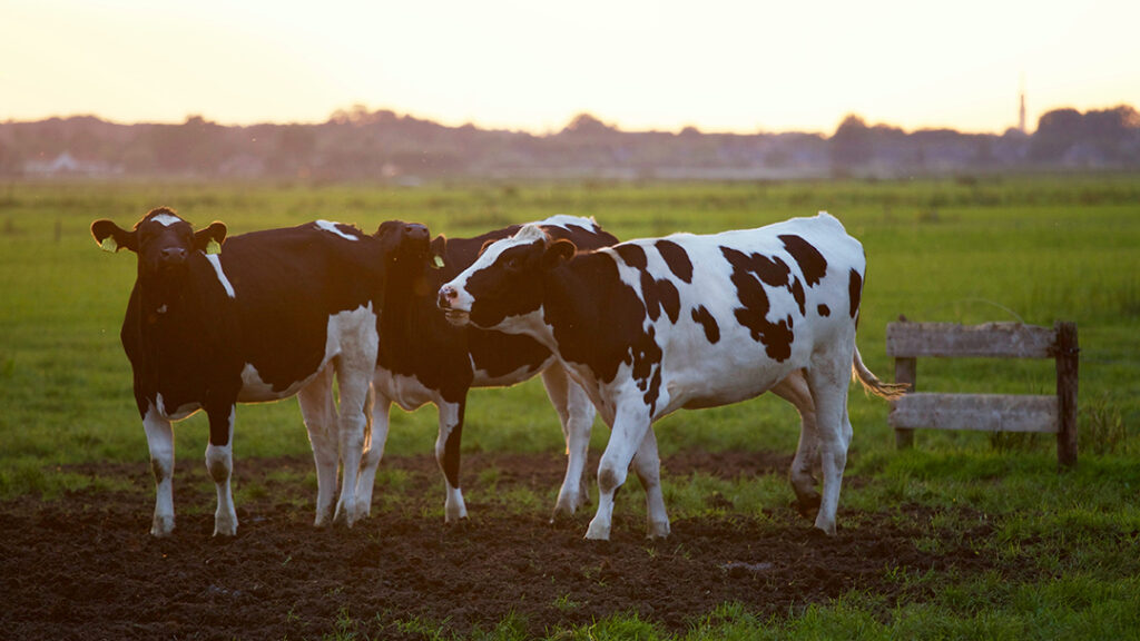 Three Dairy Cows Standing Next To Each Other