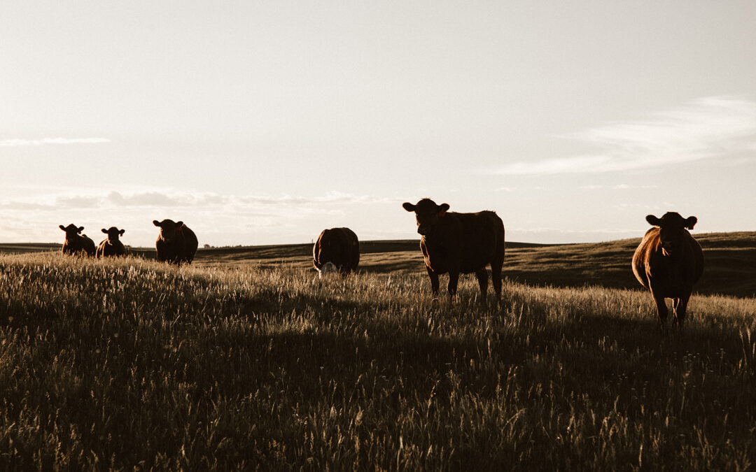 Explore Commercial Farming with a Cattle Farm Loan 