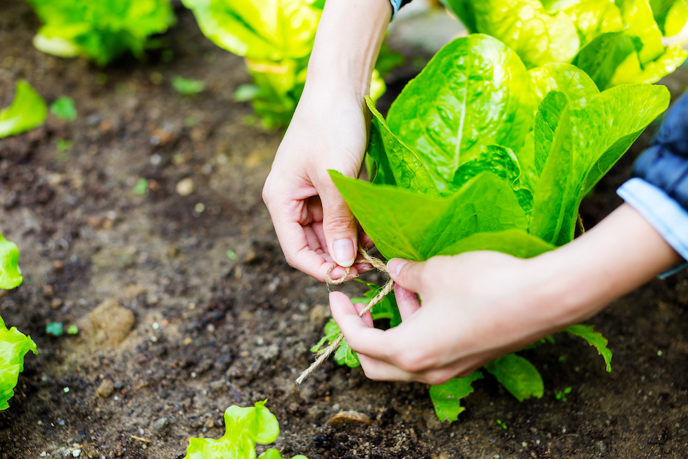 Close Up of Farmer's Hands Working in Soil