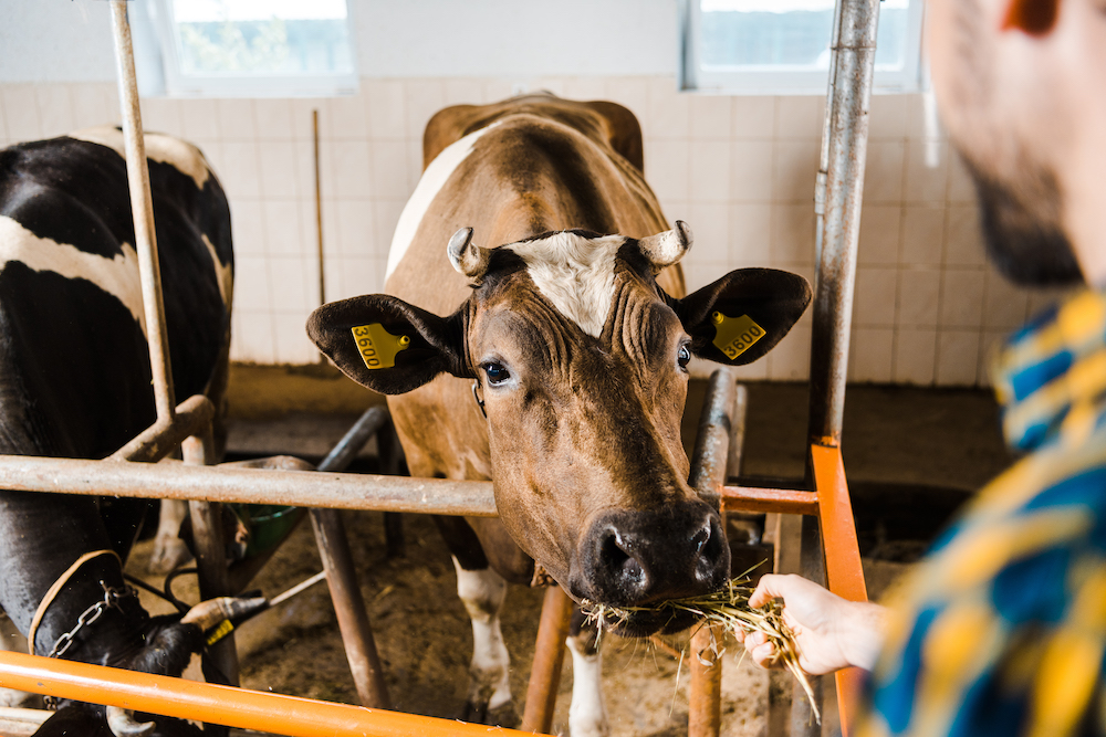 Farmer Feeding a Cow