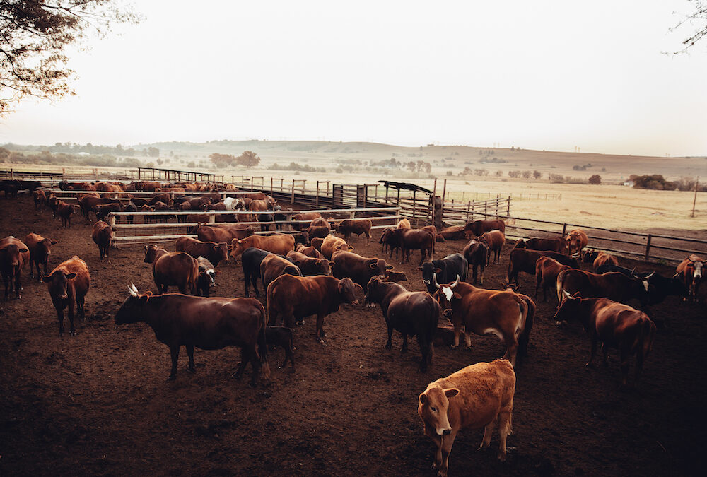 How United Ag Lending Handles Wholesale Ranch Financing | Texas Options