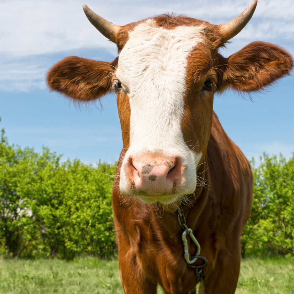 Close-Up of a Brown and White Cow