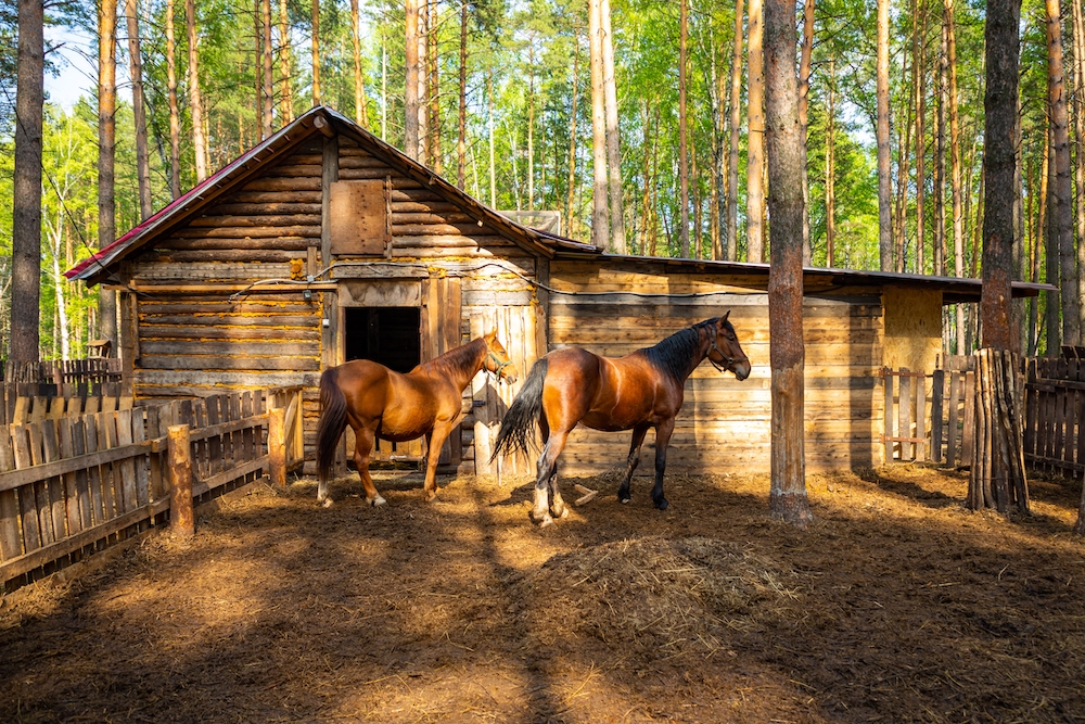 Two Horses Standing in Front of a Stable Structure