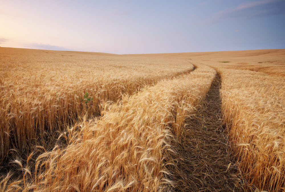 Your Guide To a Wheat Farm Loan: Commercial Farming