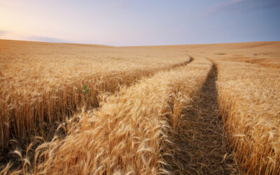 Your Guide To a Wheat Farm Loan: Commercial Farming