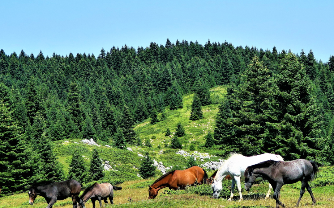 Horses Grazing in a Field of Greenery in Washington