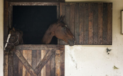 Secure a Horse Farm Mortgage for Your Equestrian Dreams 
