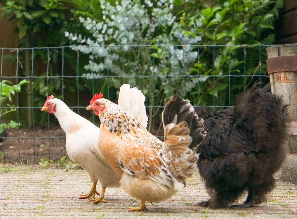 Chickens Walking Together
