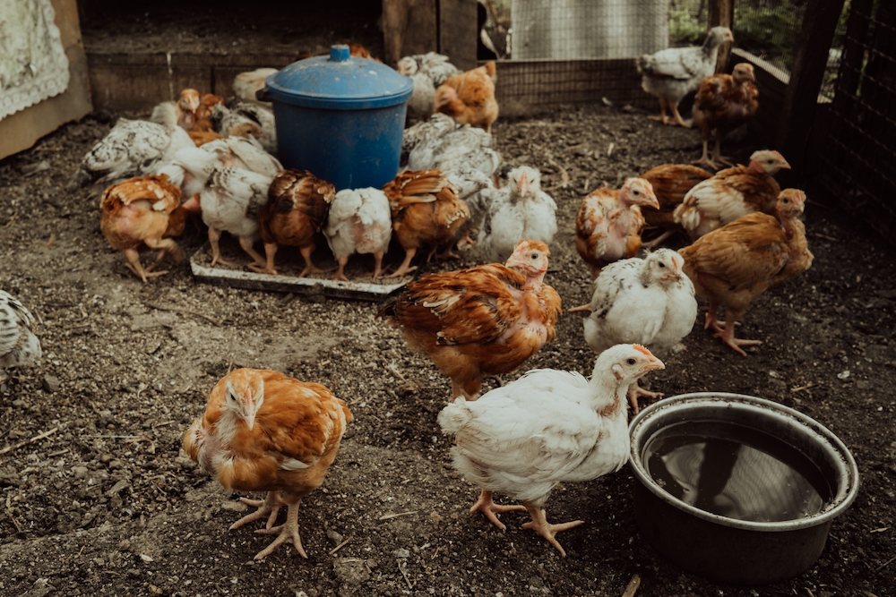Young chickens in a pen on a farm purchased through hobby farm lenders at United Ag Lending.