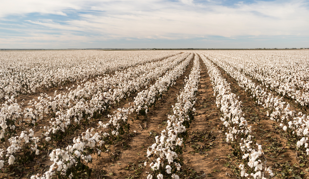 Rows of Cotton on a farm in Georgia