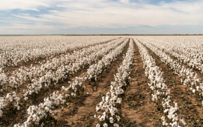 Your Guide to a Cotton Farm Loan: Commercial Farming