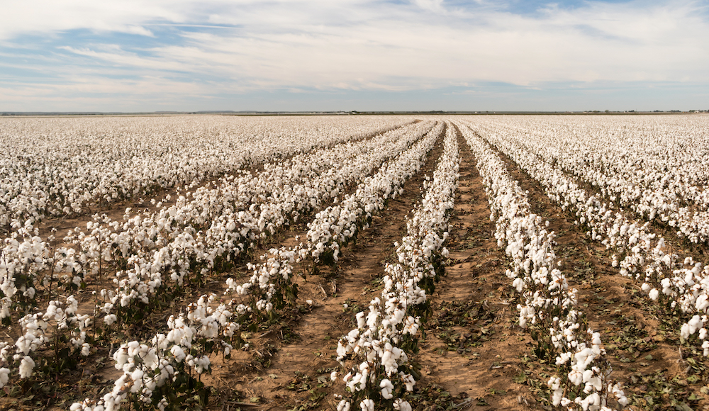 Your Guide to a Cotton Farm Loan: Commercial Farming