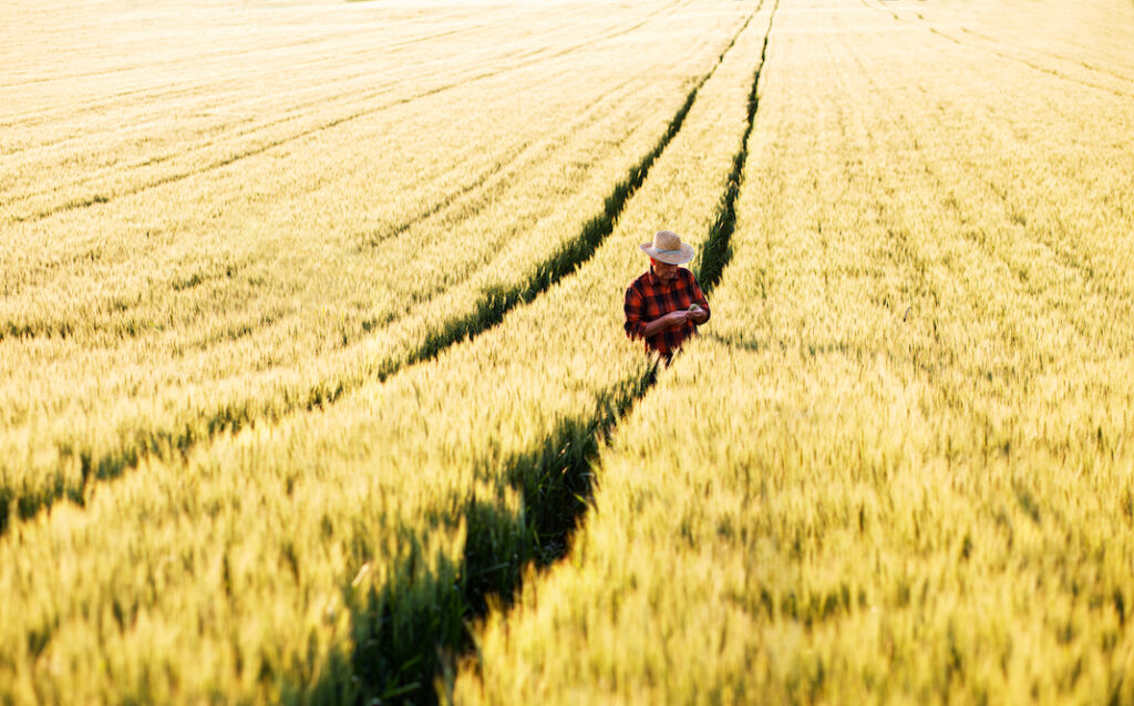 A farmer works in his wheat field after financing it with a farm loan wholesale partner.