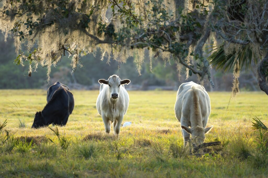 Milk cows grazing on green farm pasture on summer day due to ag financing