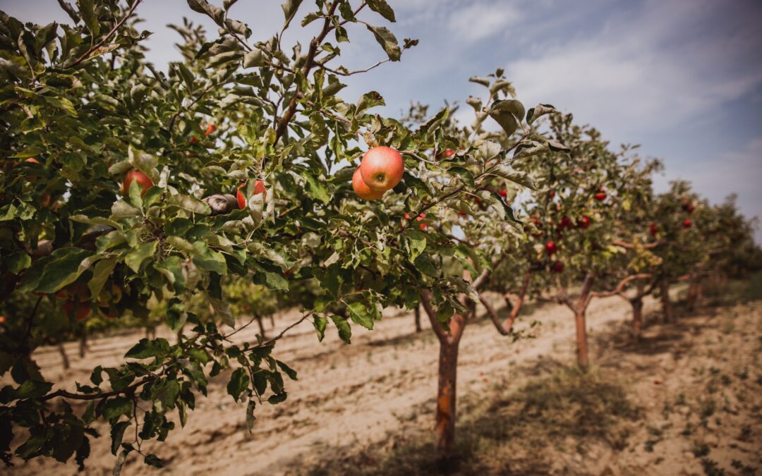 How to Originate an Orchard Loan