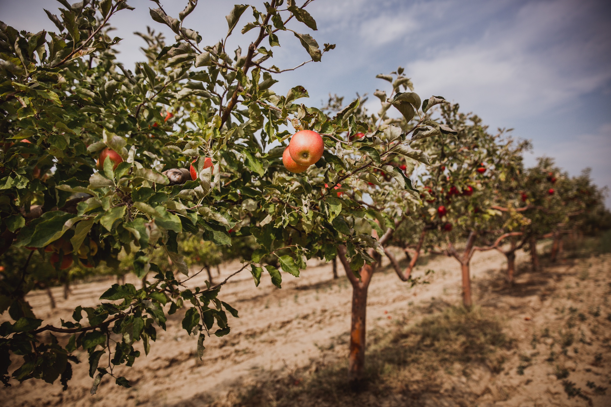 A beautiful apple orchard on a clear day. A broker's client wanted to find out how to originate an orchard loan, and our team helped.