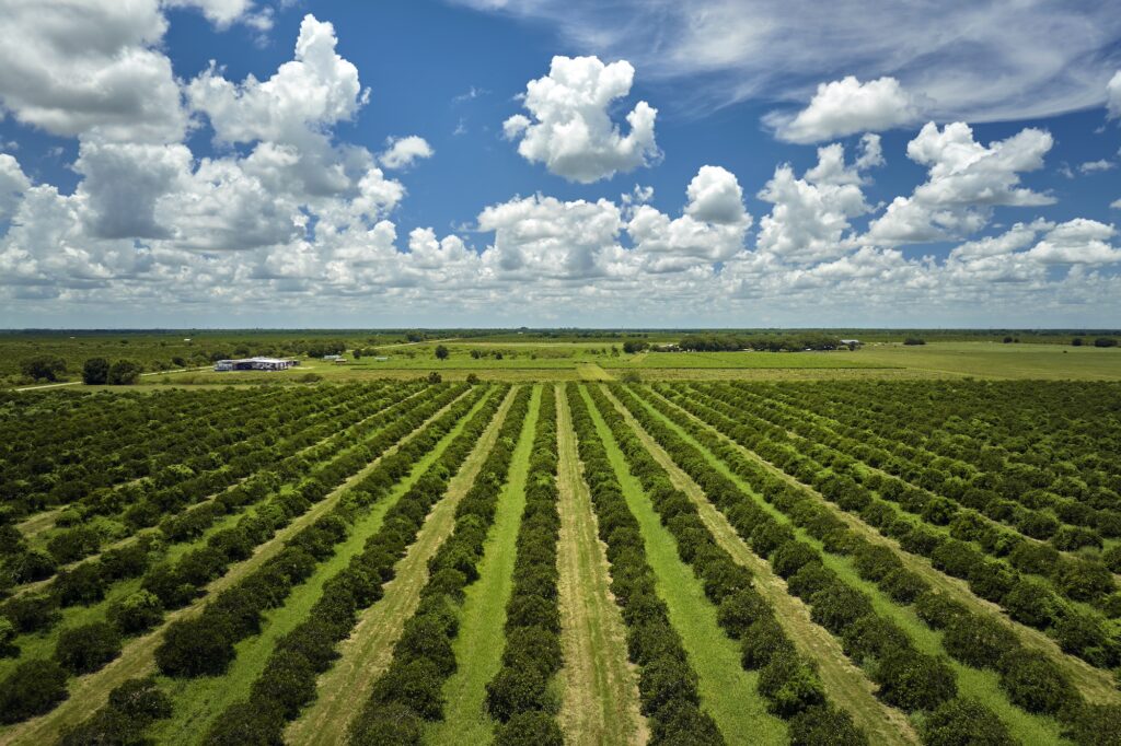 A beautiful orange grove on a clear day. A broker's client wanted to find out how to originate an orchard loan, and our team helped.