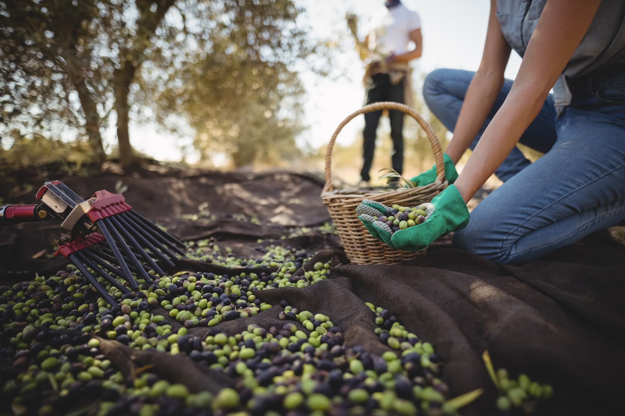 Olive harvesting after a client got a grove loan