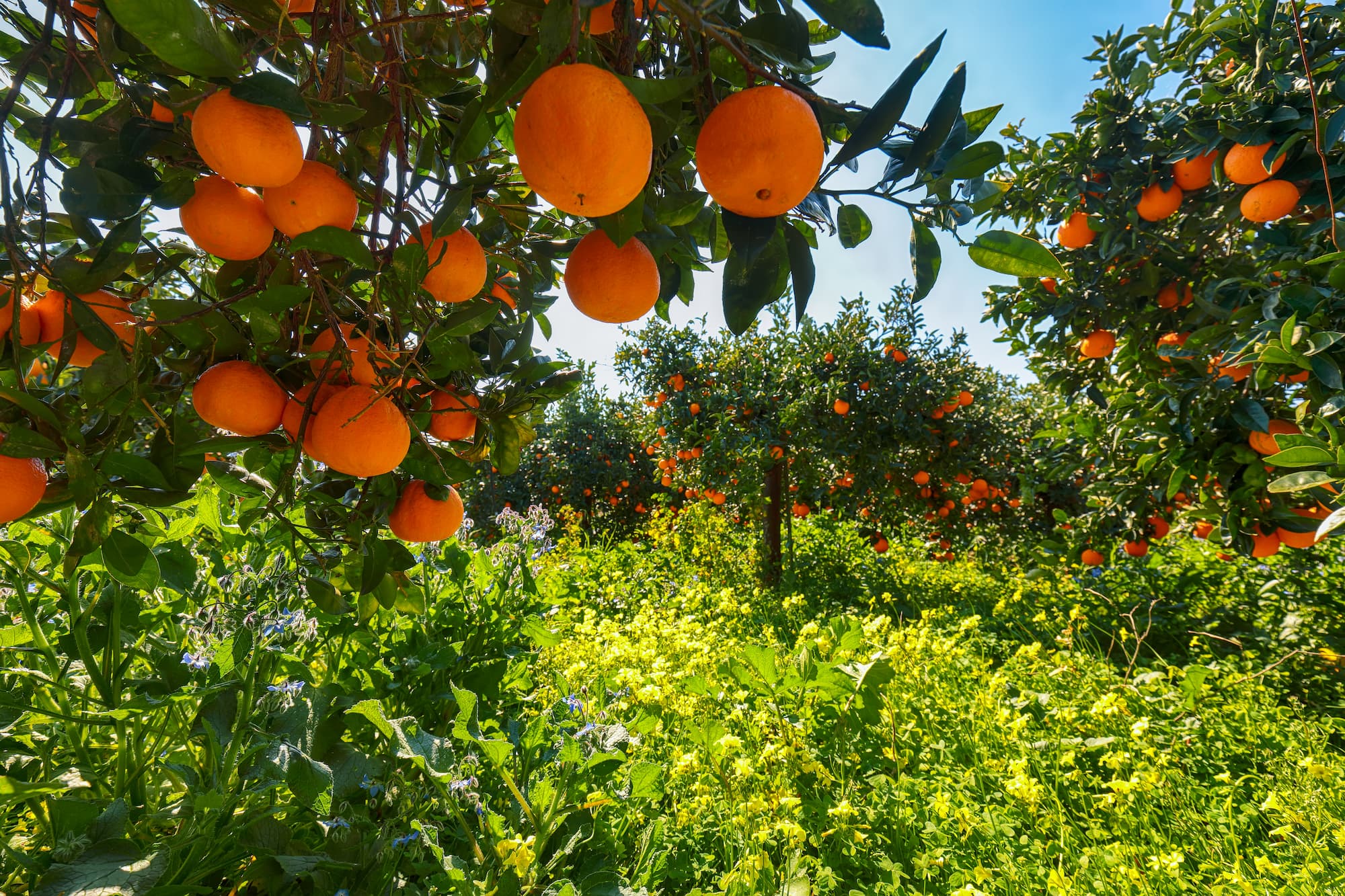 a grove of orange trees