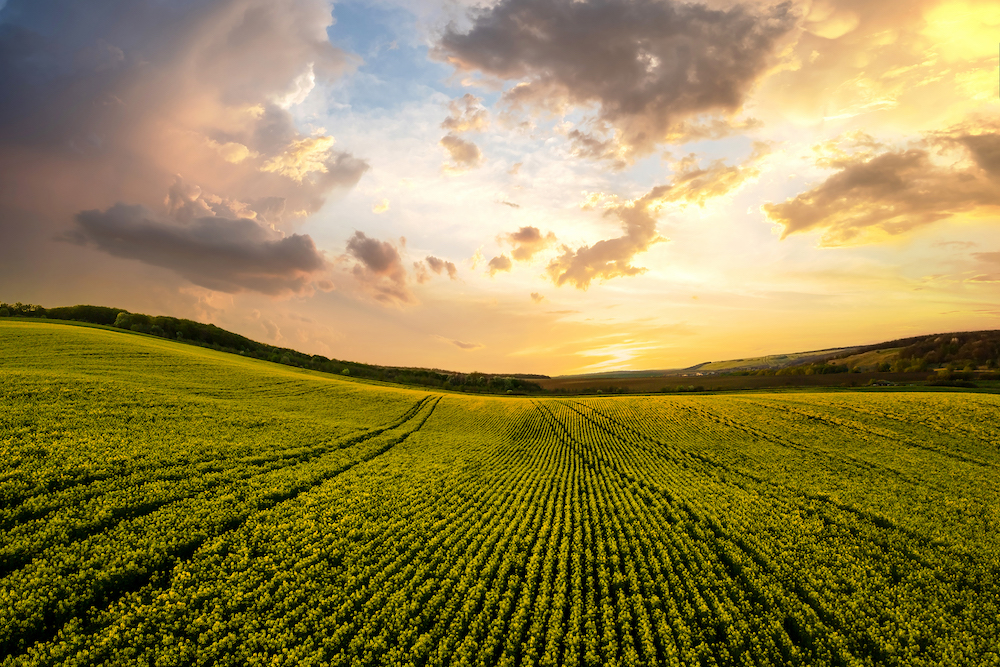 Aerial View of a Field Crop