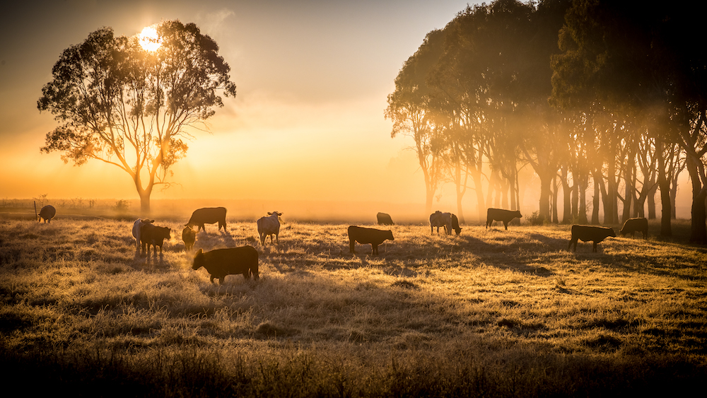 A herd of cattle in a pasture, standing in the early morning fog on a ranch purchased through Cattle Ranch Loans.